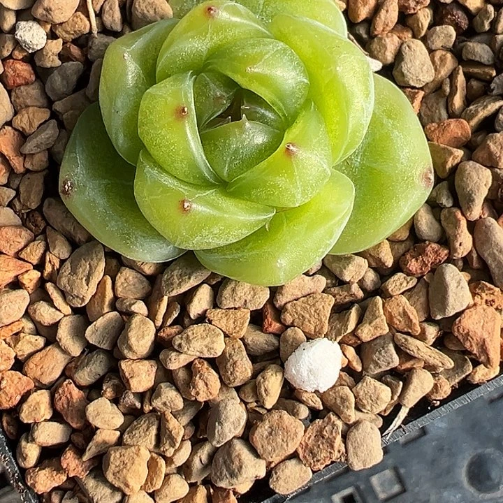 无***～安放专拍一颗多肉植物