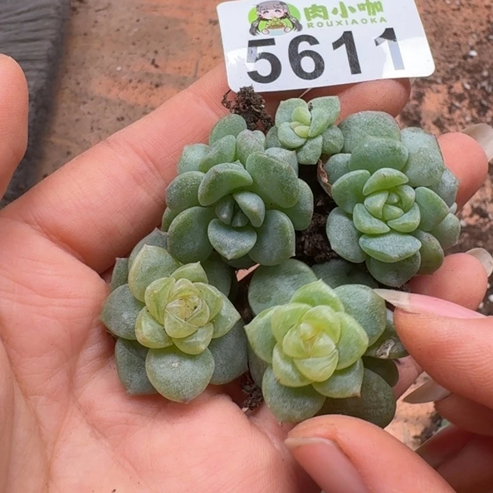 多肉植物多肉植物