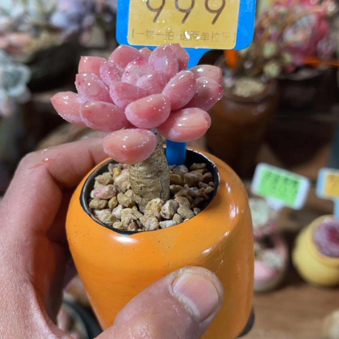 云尘多肉一物一拍不含盆999