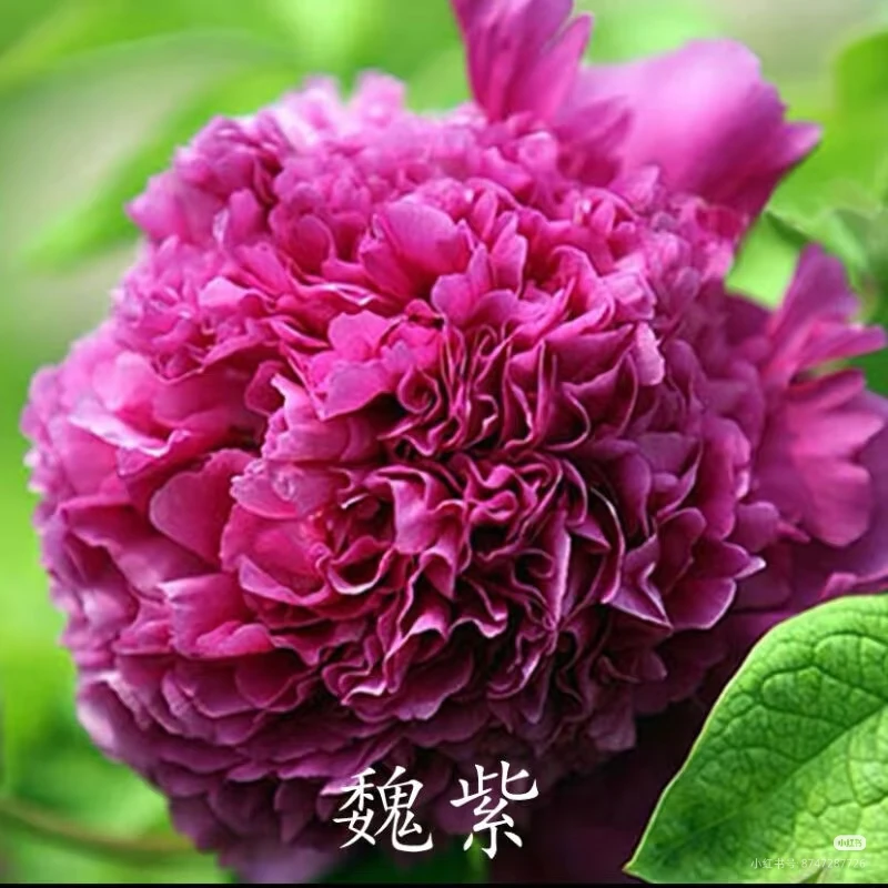 魏紫重瓣观赏大花牡丹