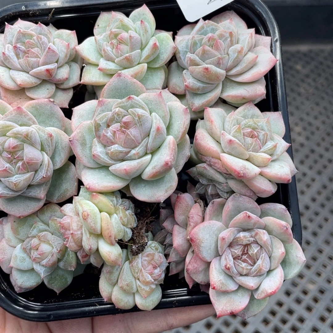 云糖心多肉植物493