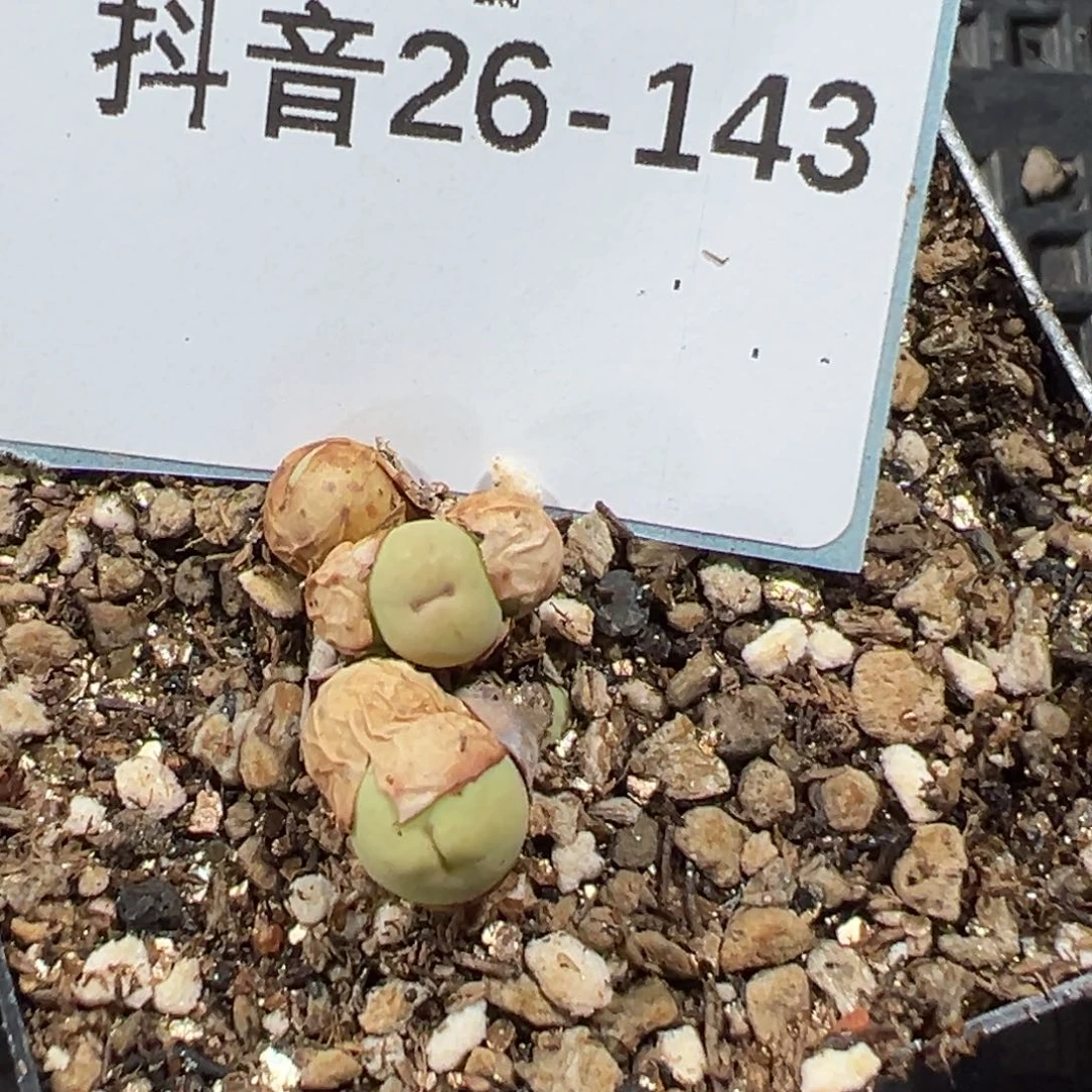 26-143肉锥多肉植物