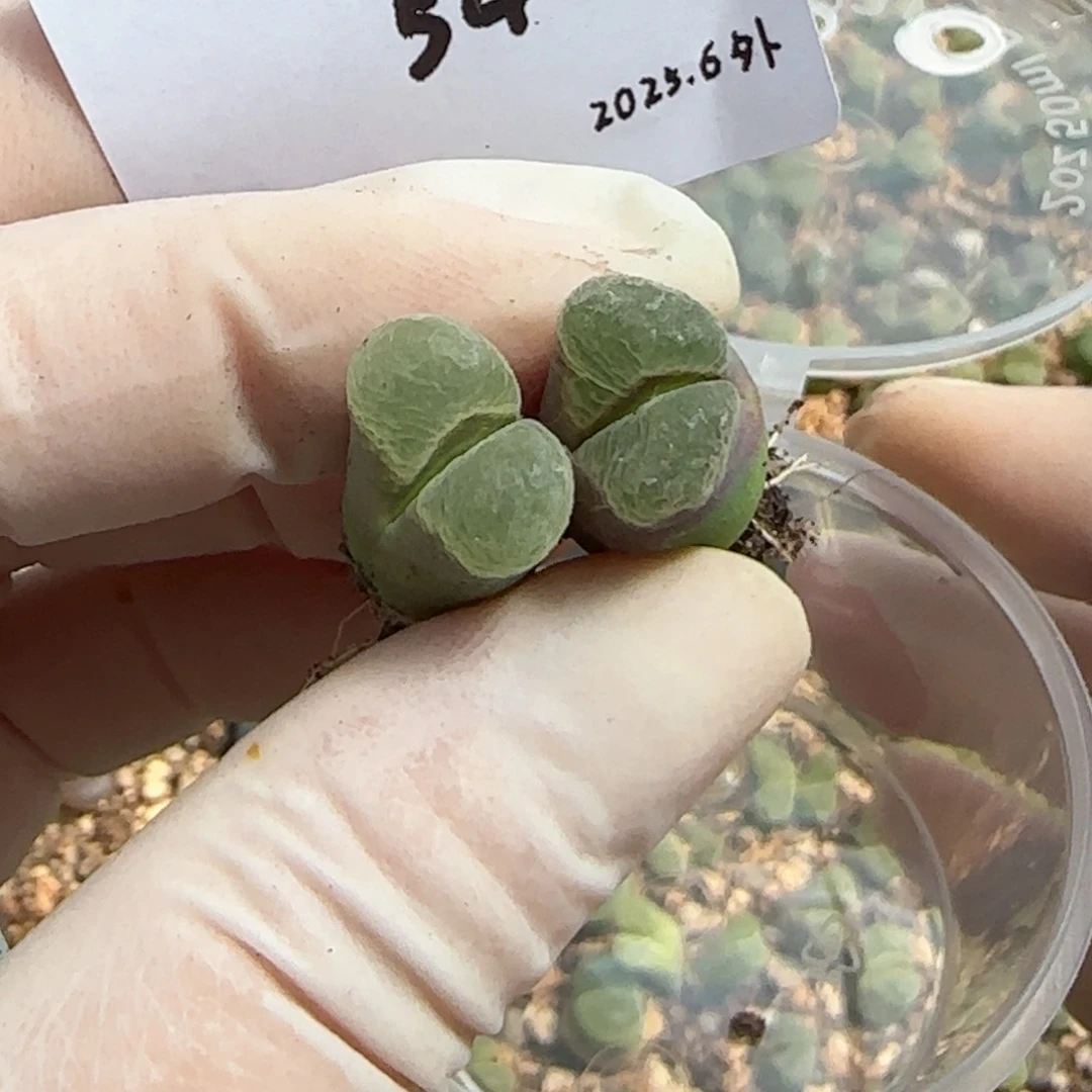 秋***?多肉多肉多肉6.3-054