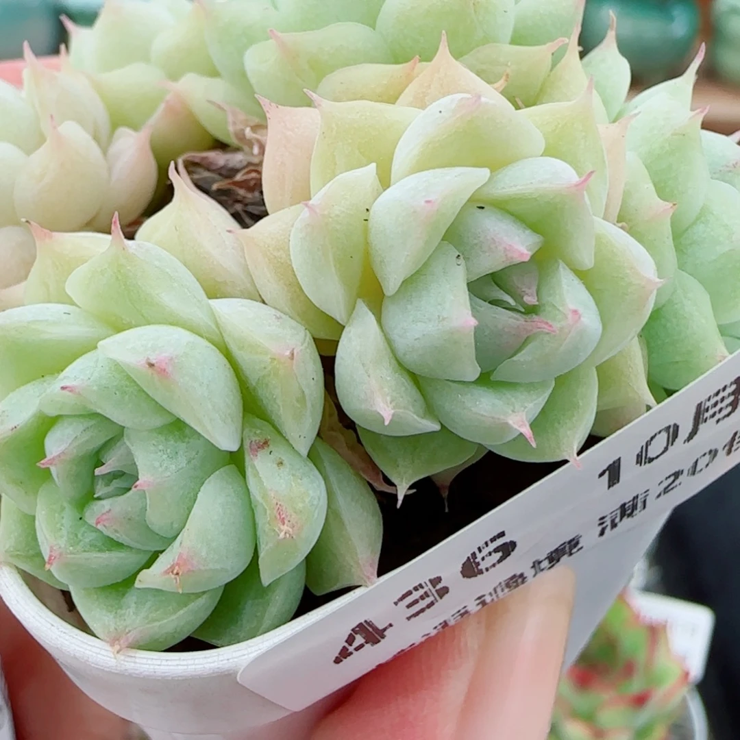 花语逸镜1006-436包子散