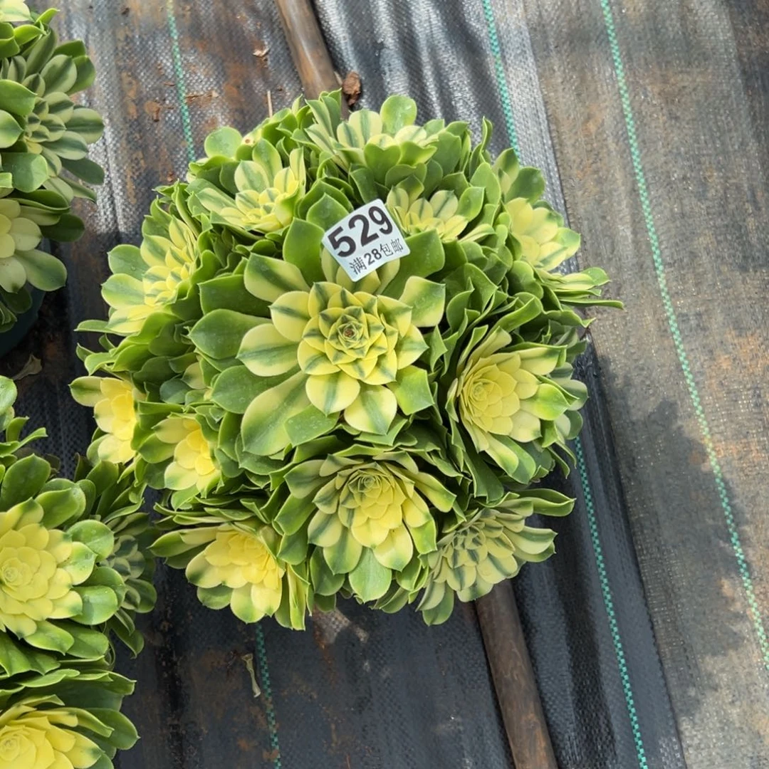 小***方多肉植物529多肉植物