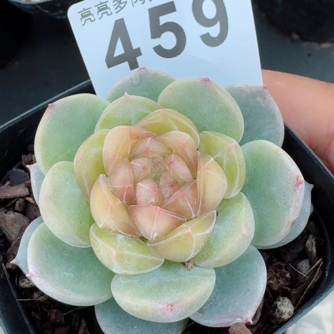 国画         多肉植物新品上新