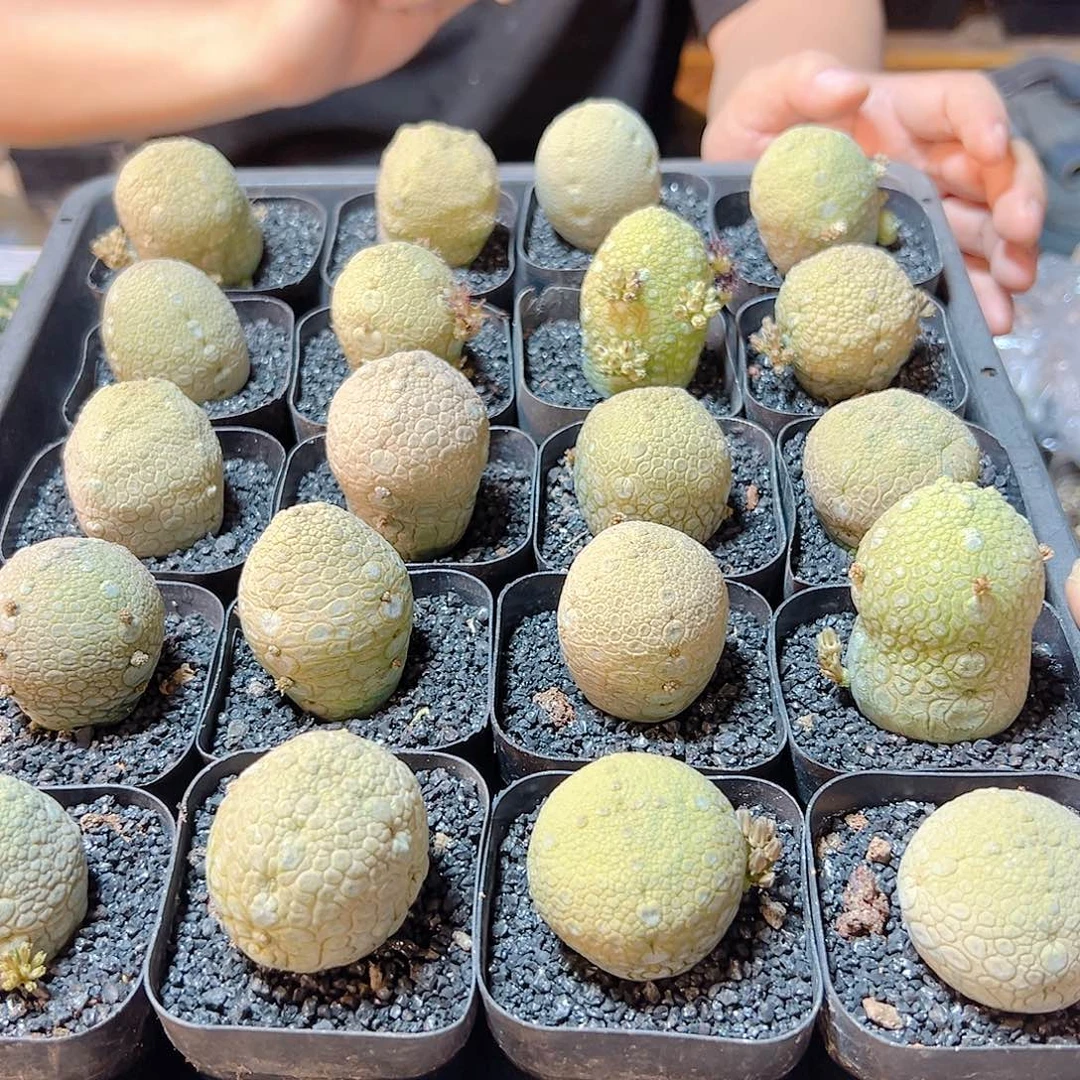 实生凝蹄玉3.3公分带盆