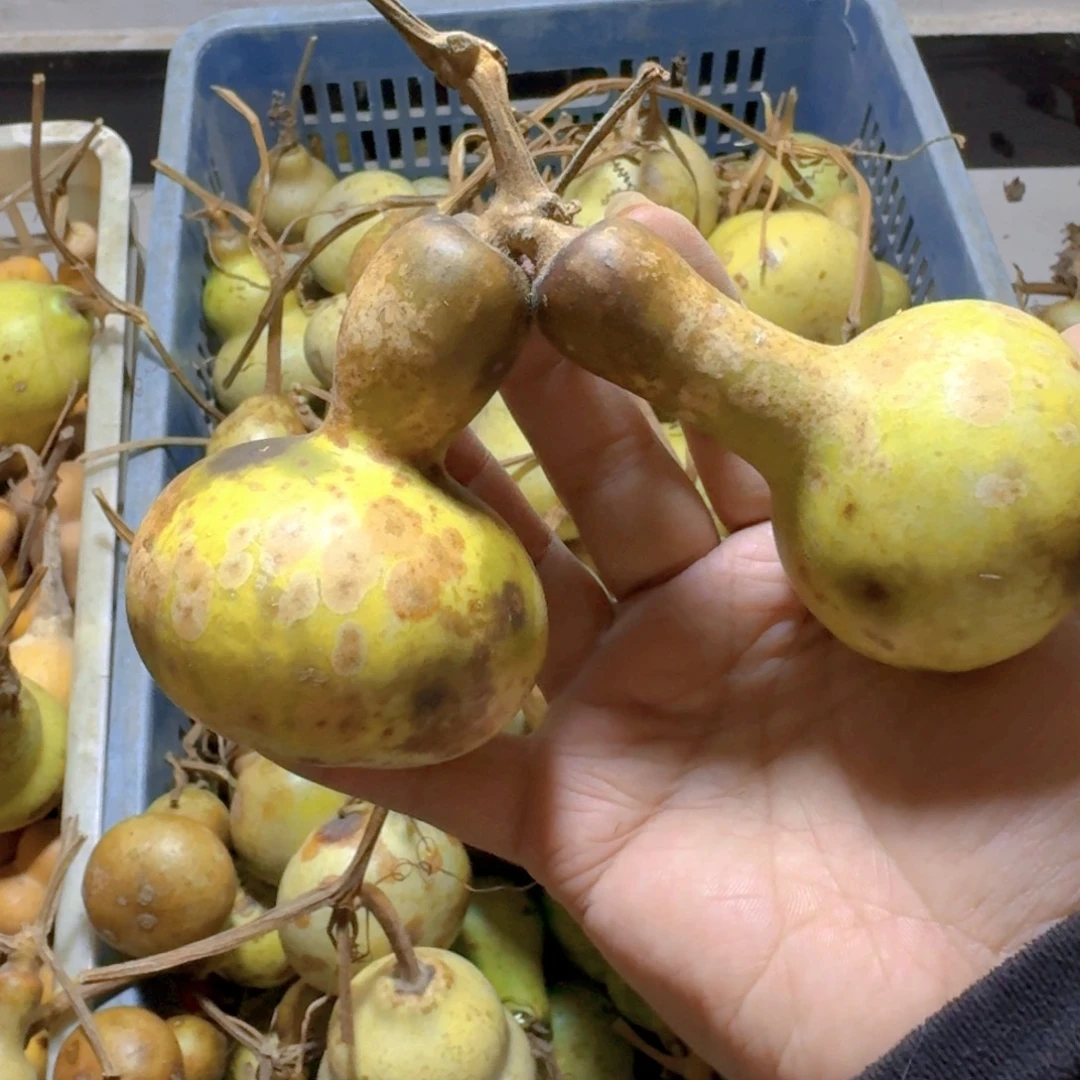 ༺***༻青皮葫芦不保成不退不换