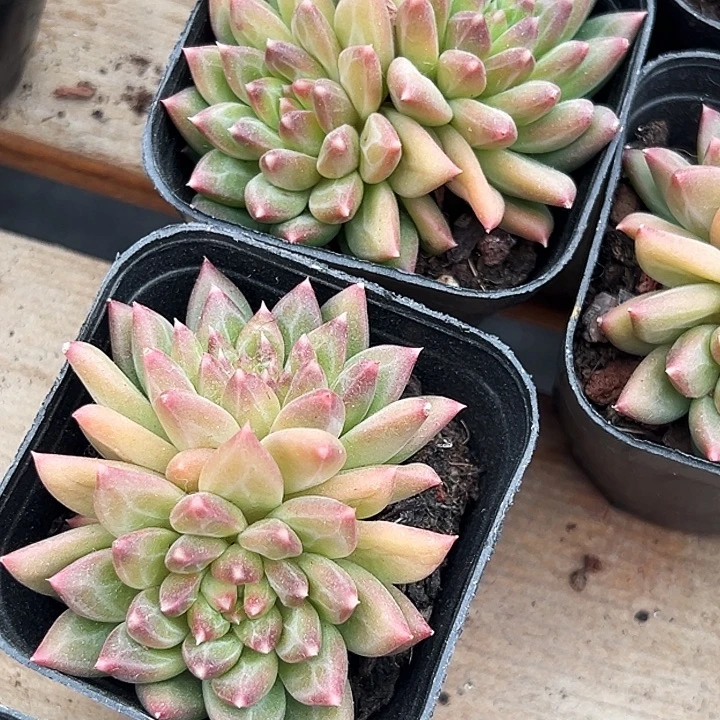 团104     双头  甲骨文