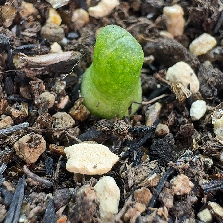 老马生石花小葫芦2770