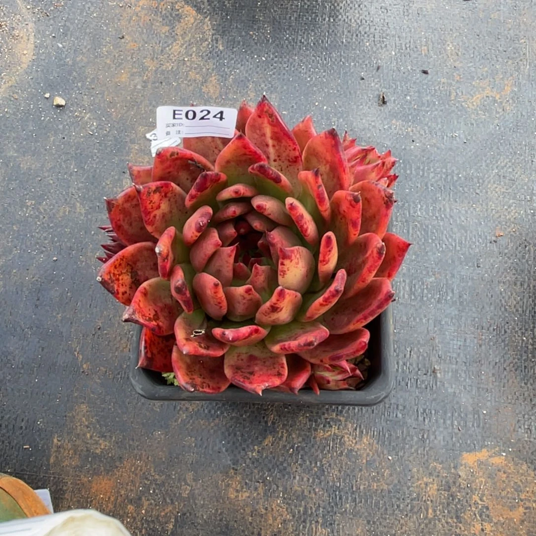 无花朵若如东云单拍E024