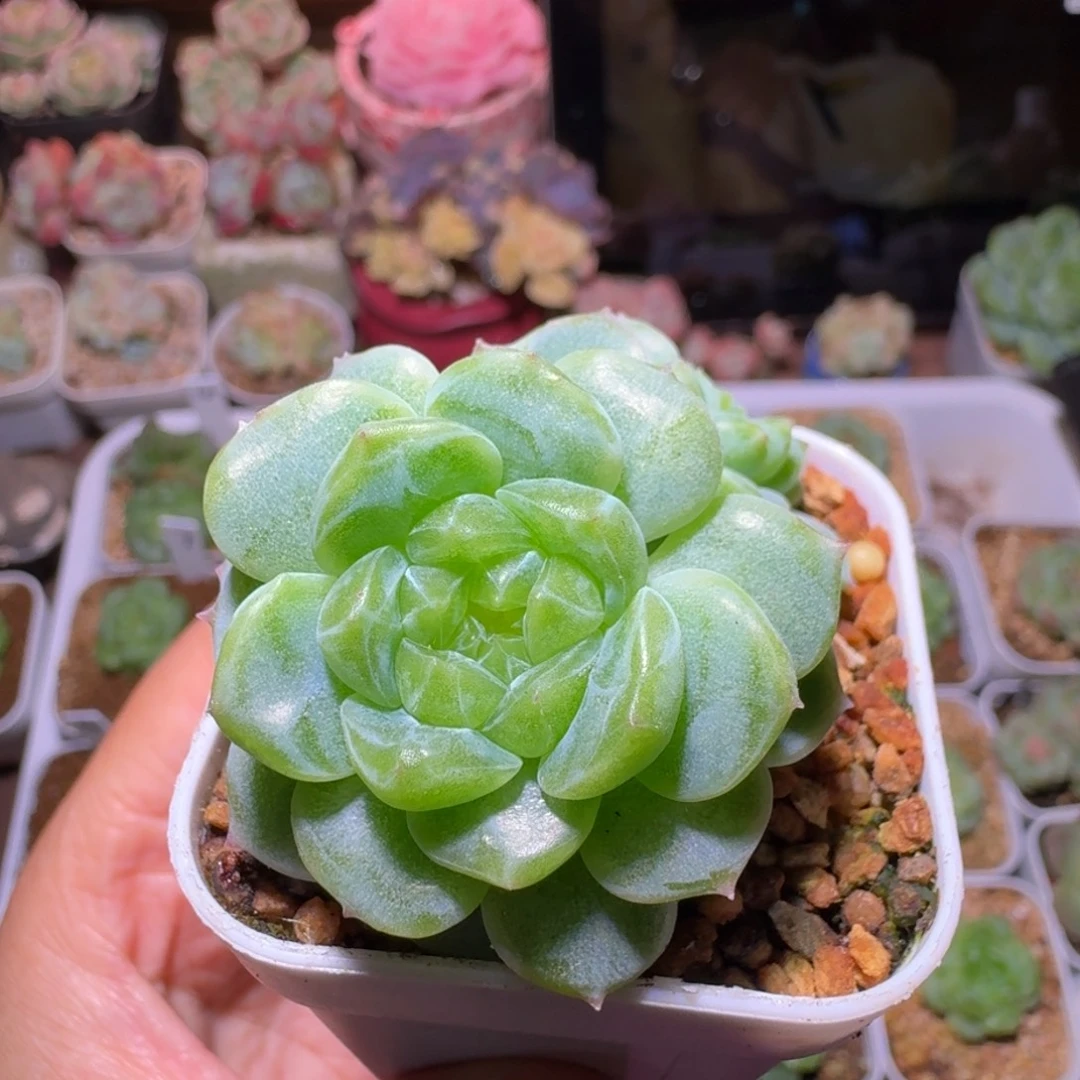 *****彭于晏专拍哈哈哈哈哈哈