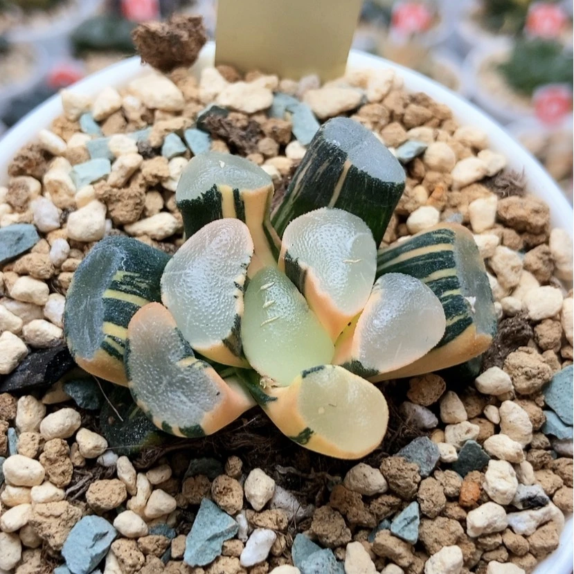 【闪购商品】透镜锦5