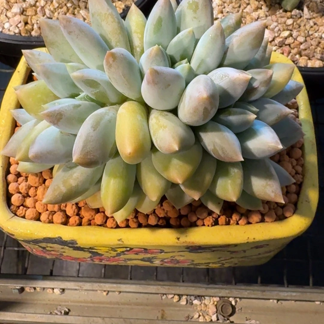 多肉植物哥特萝莉