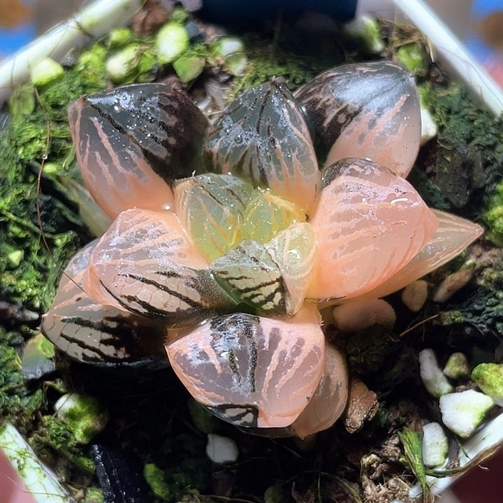 687赤焰锦特选福利