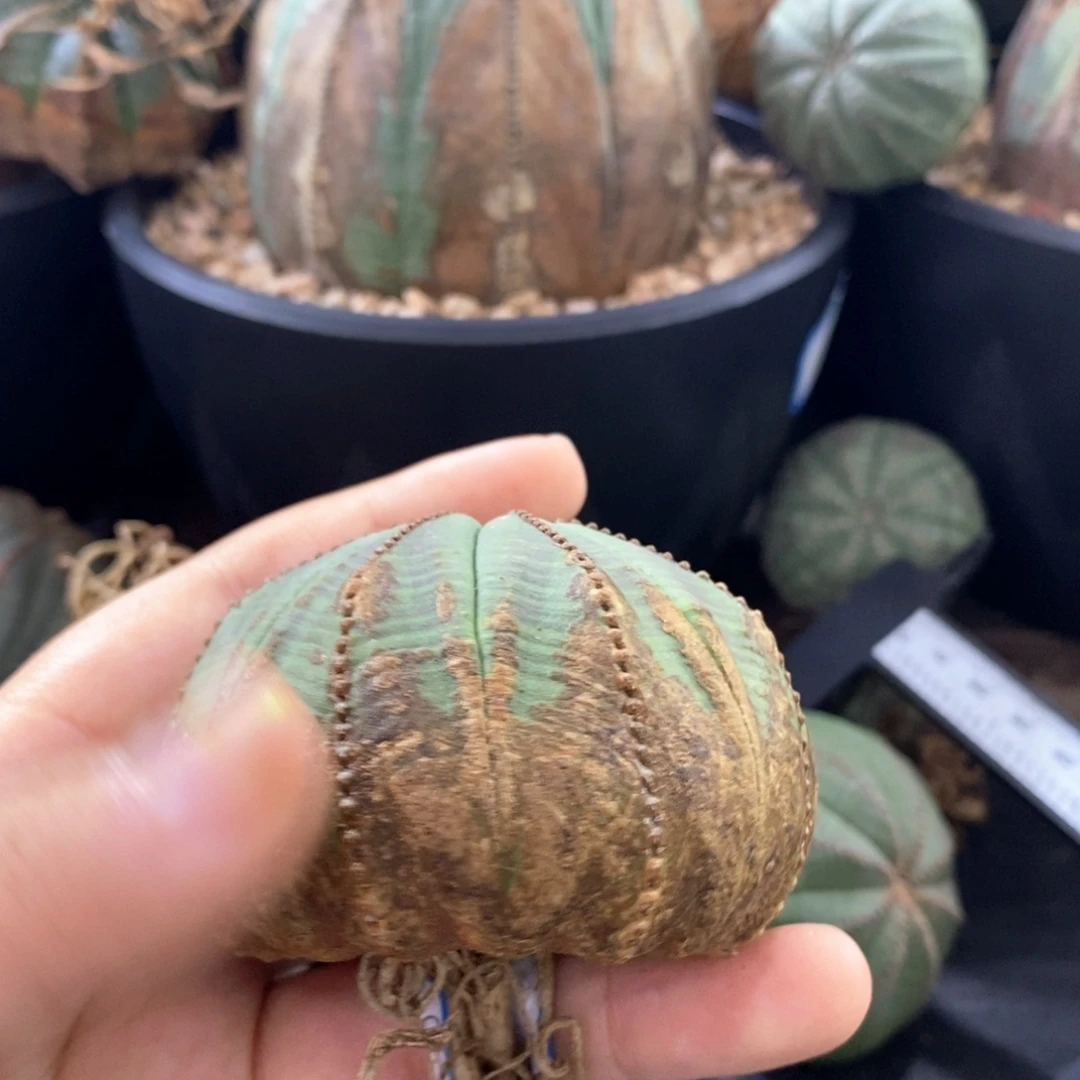 49欧系实生布纹球 一物一拍