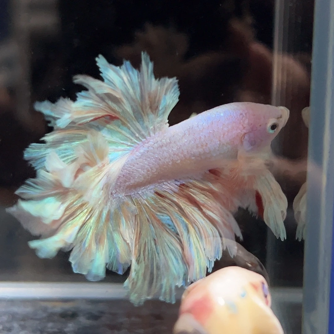 斗鱼21号毛绒绒炸毛绣球