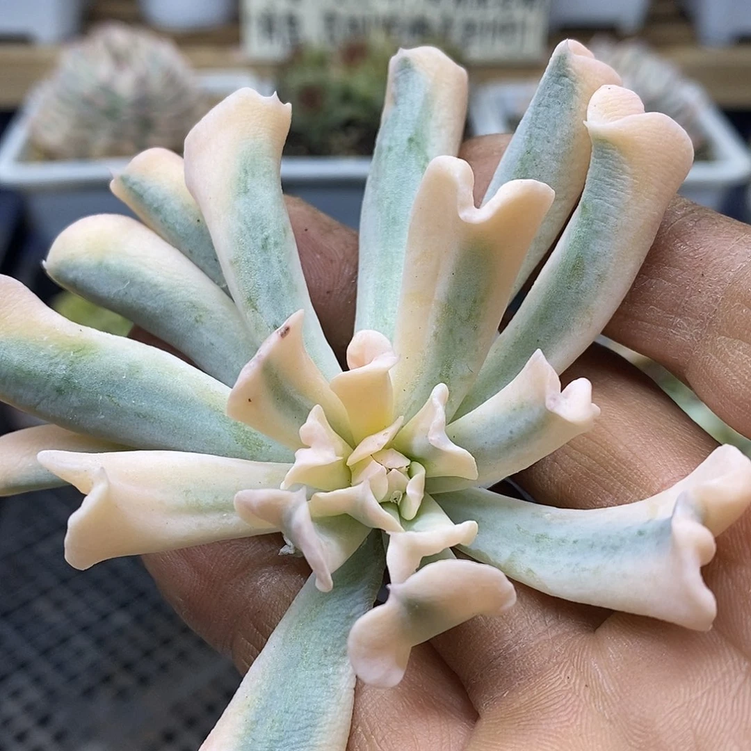 13136 特玉莲覆轮锦头盖