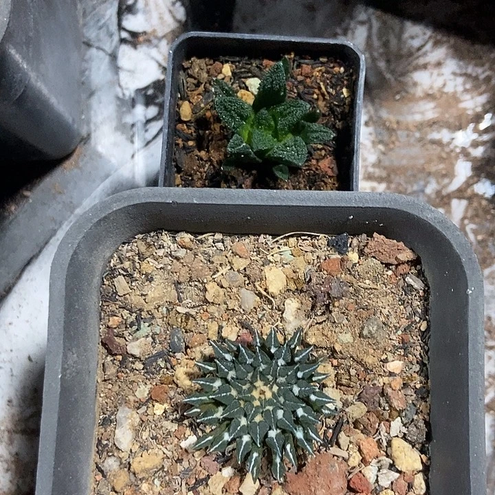 实生牡丹2颗一物一拍