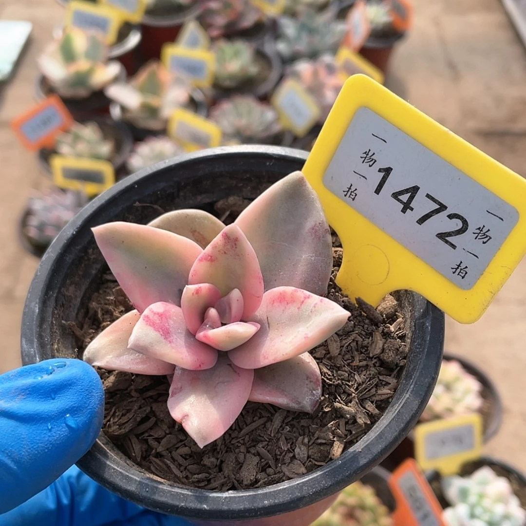 【闪购商品】1472号