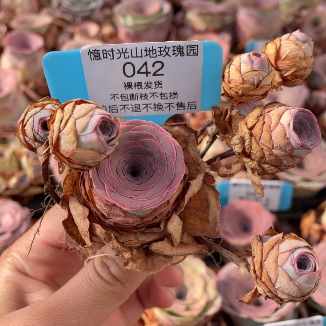 山地玫瑰042断枝不包损不售后