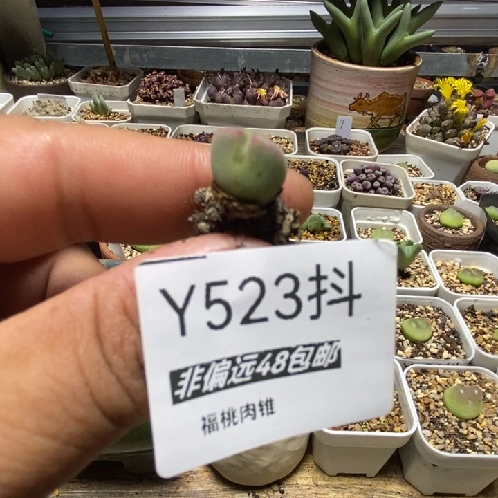 多肉一物一拍空蝉523