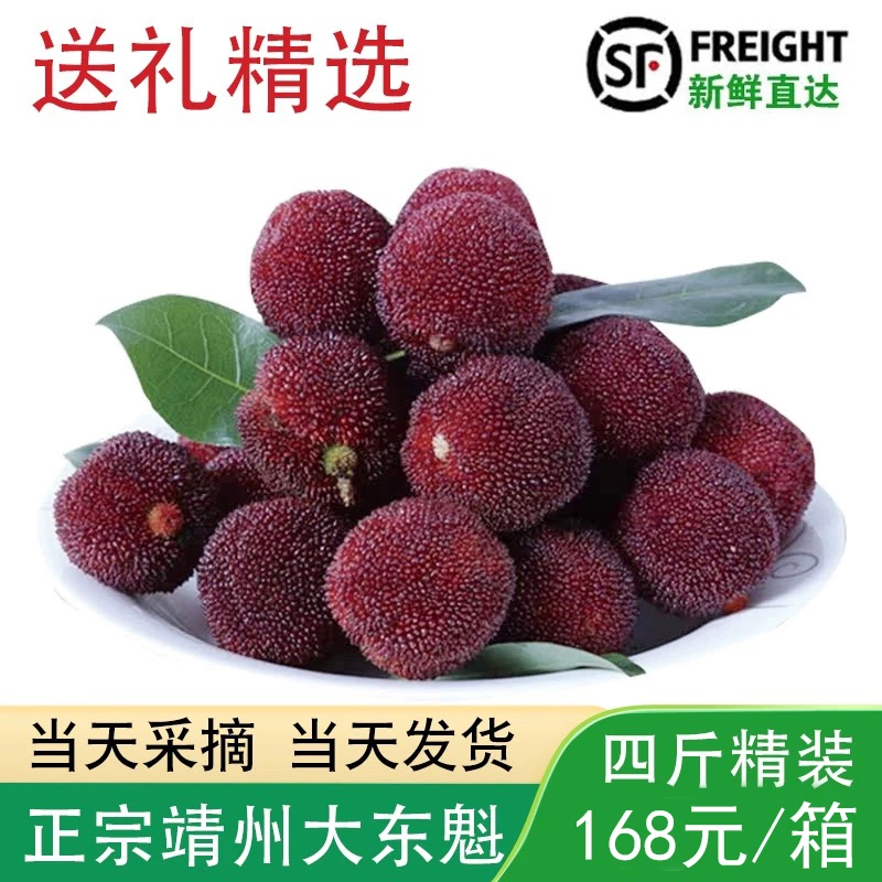 正宗湖南怀化靖州杨梅乌梅台梅大东魁新鲜水果泡酒约2斤4斤可送人