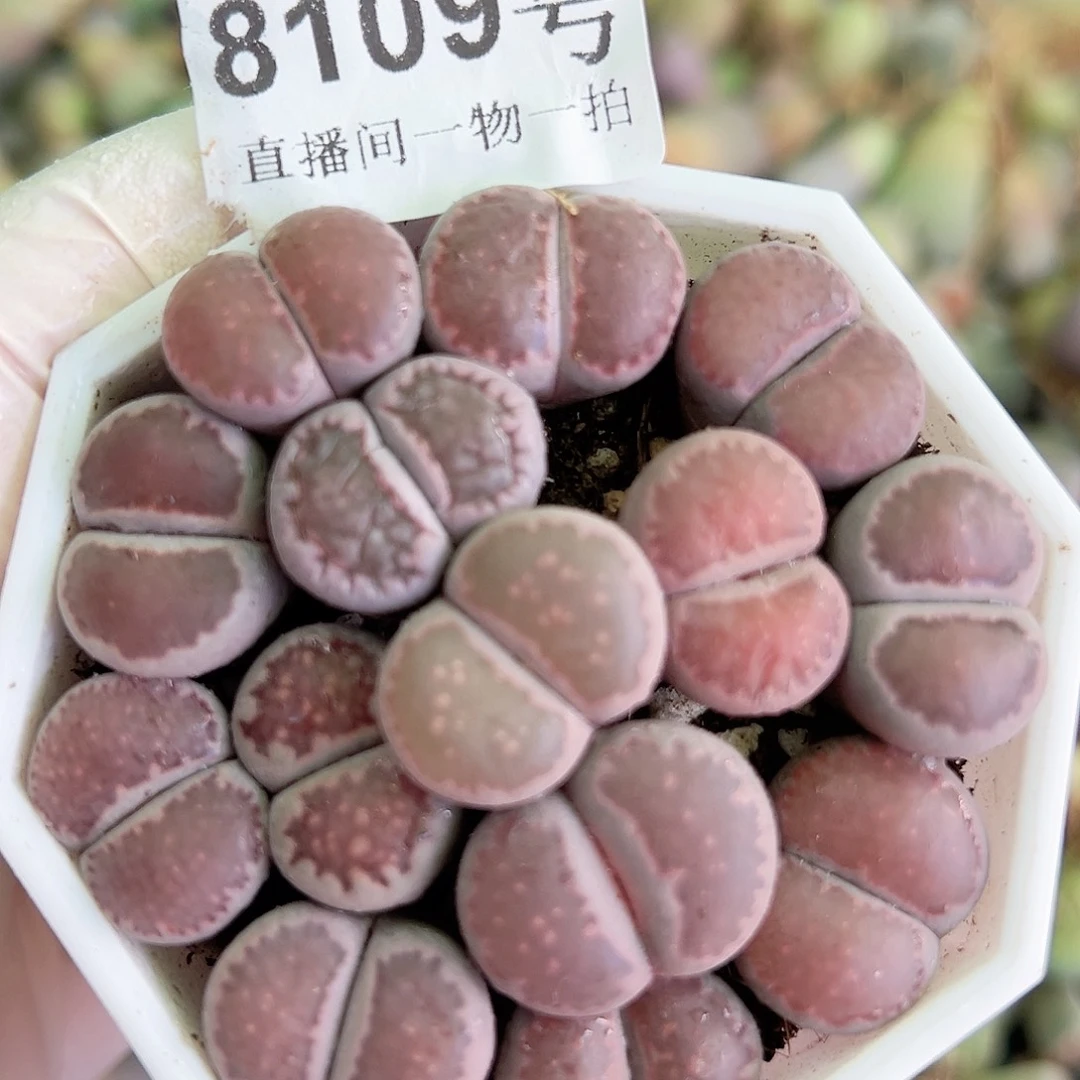 8109 好养易活生石花大母本