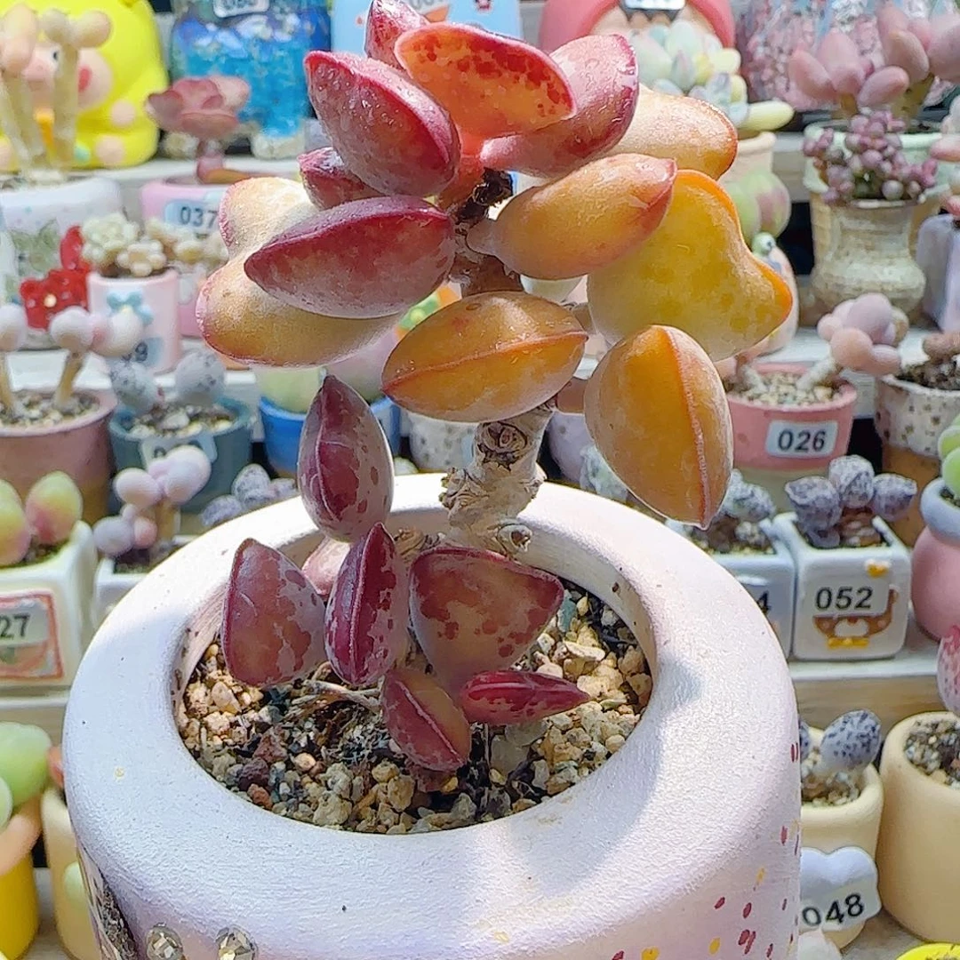 L老桩爱心 盆口6cm