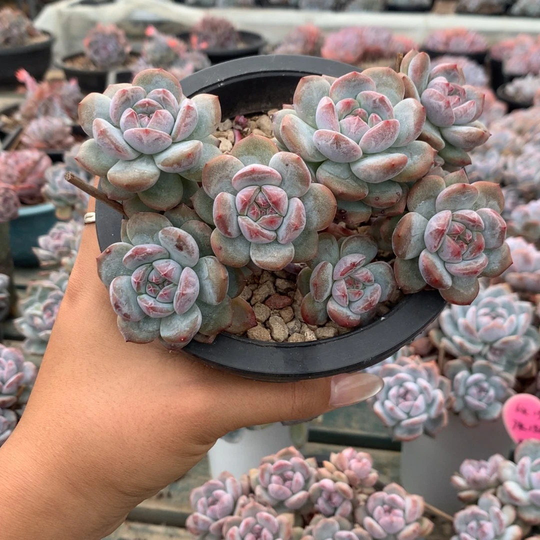 石榴籽漳州小脸突米斯