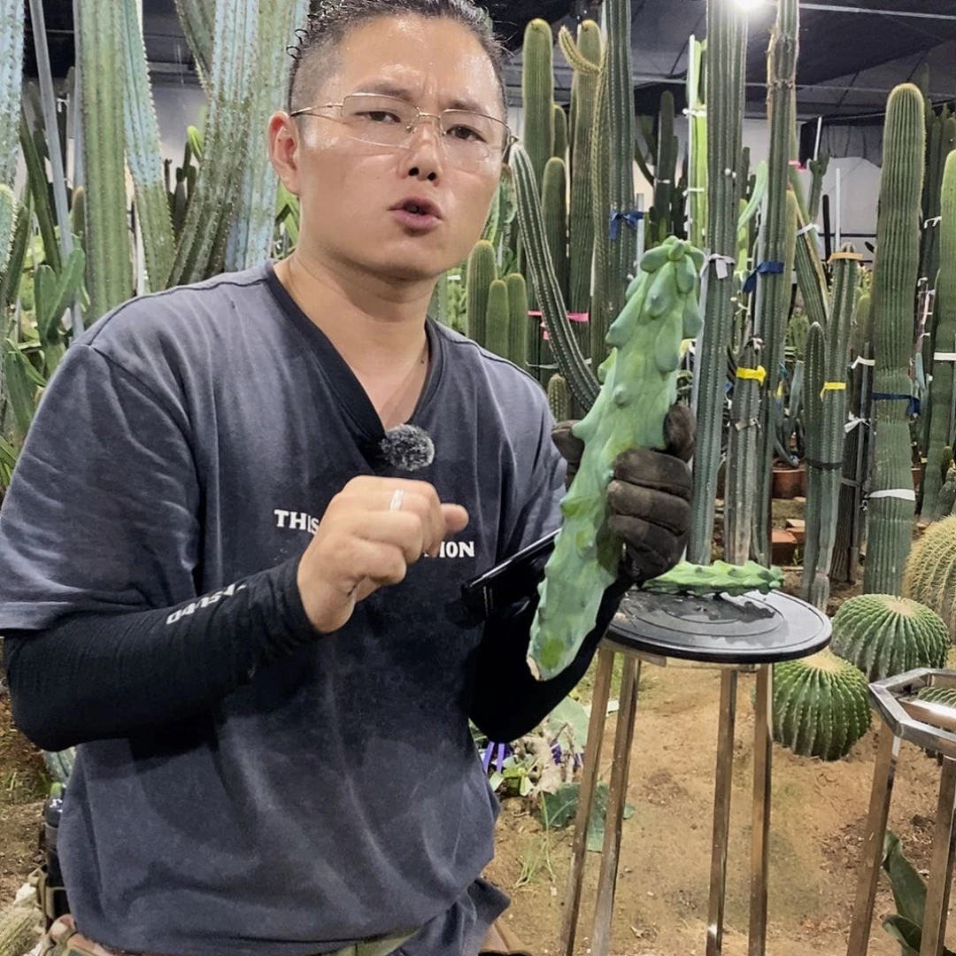 20-30公分福禄寿现剪