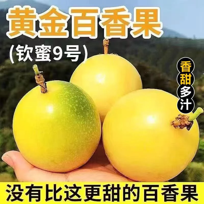 【高山种植】正宗钦蜜9号黄金百香果新鲜大果云南直发鲜果当季水果