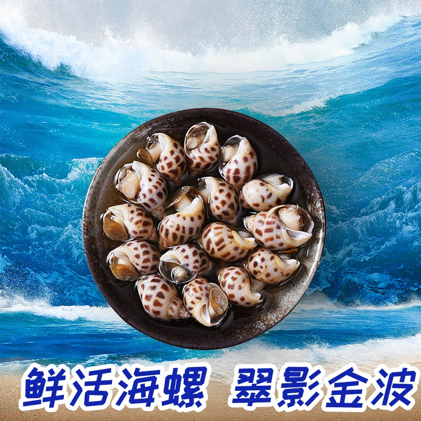 【今日特价】鲜活海螺