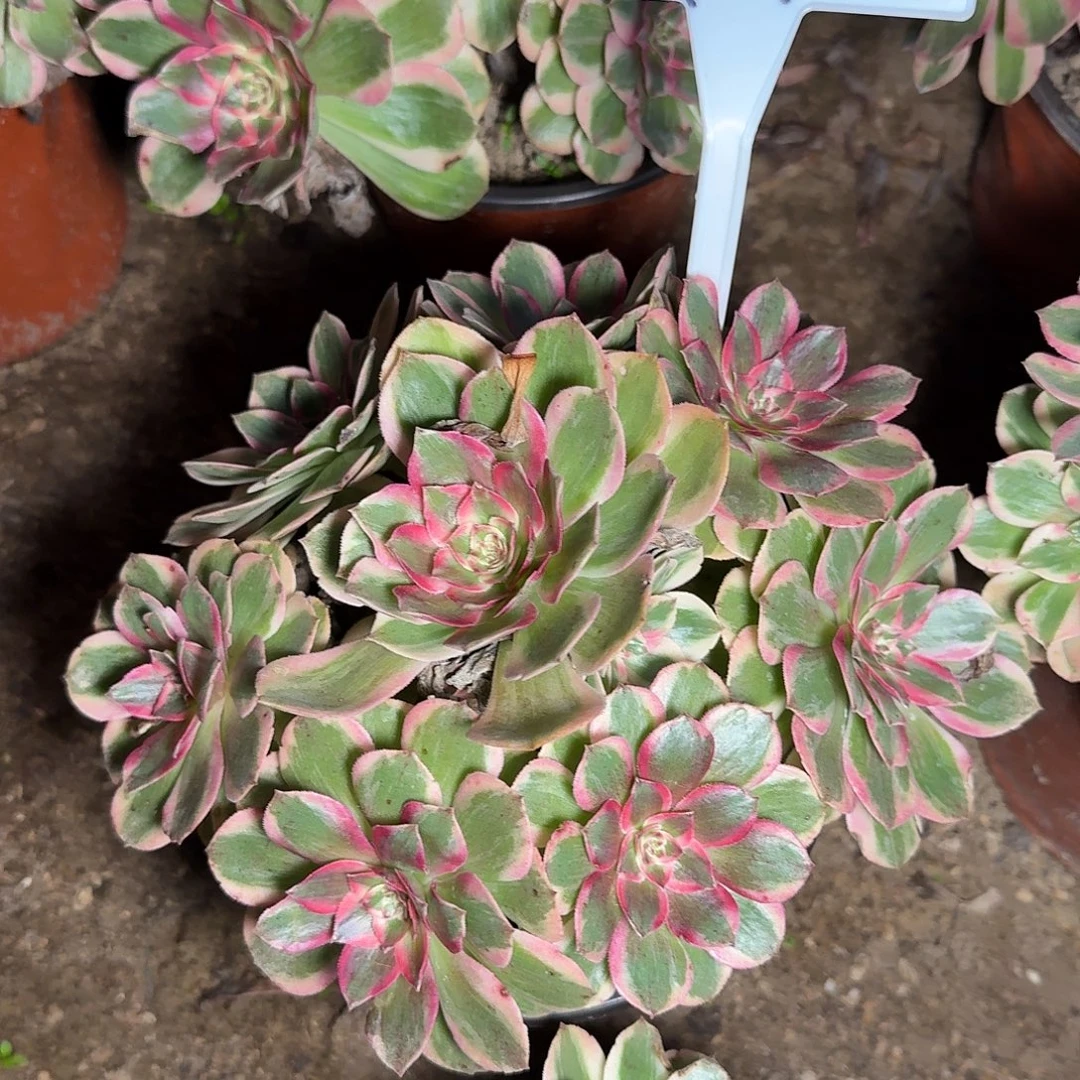 4145云荷多肉法师多肉法师