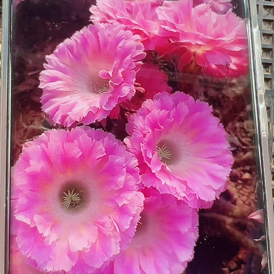 彩草云端侧芽 20 包邮
