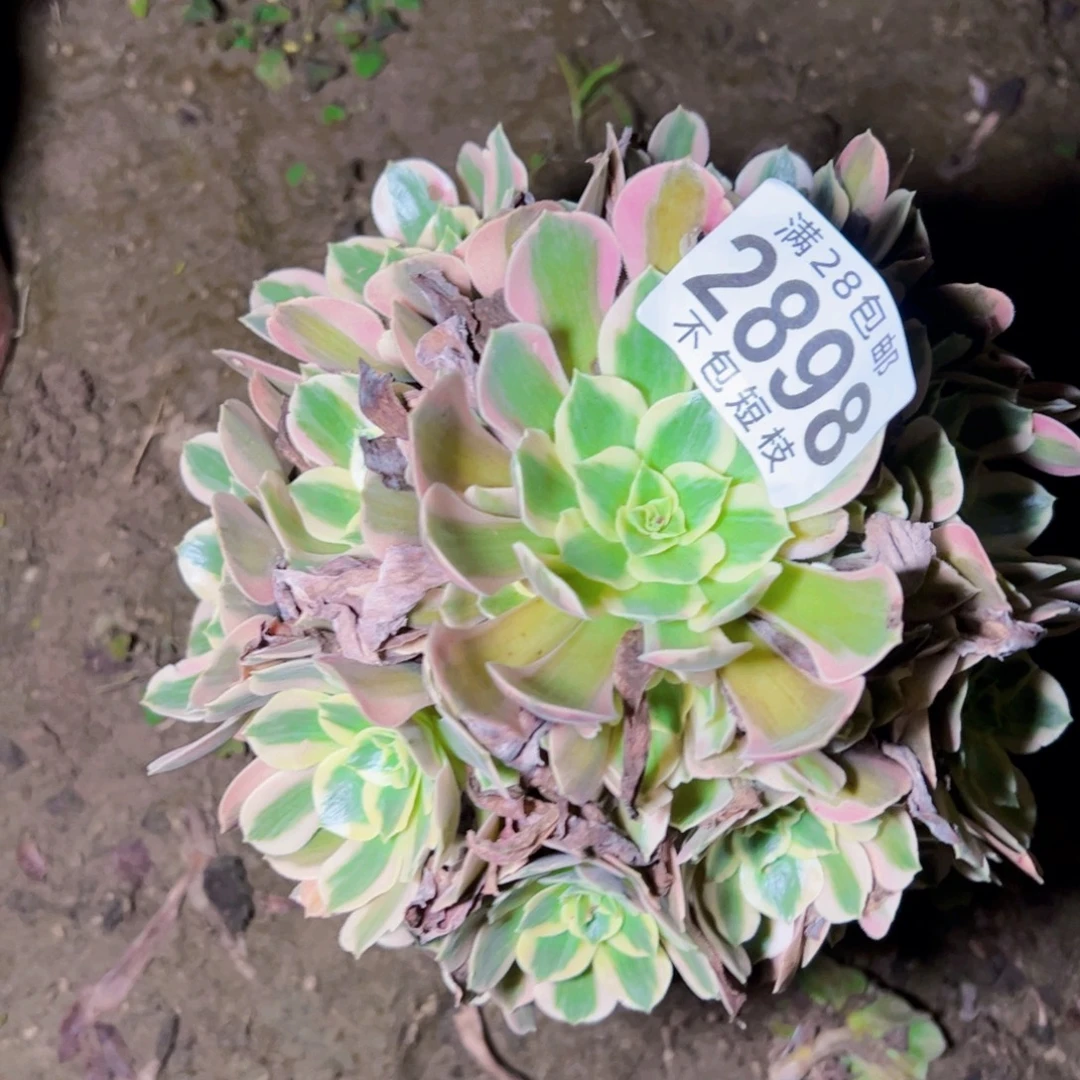 女郎多肉植物2898