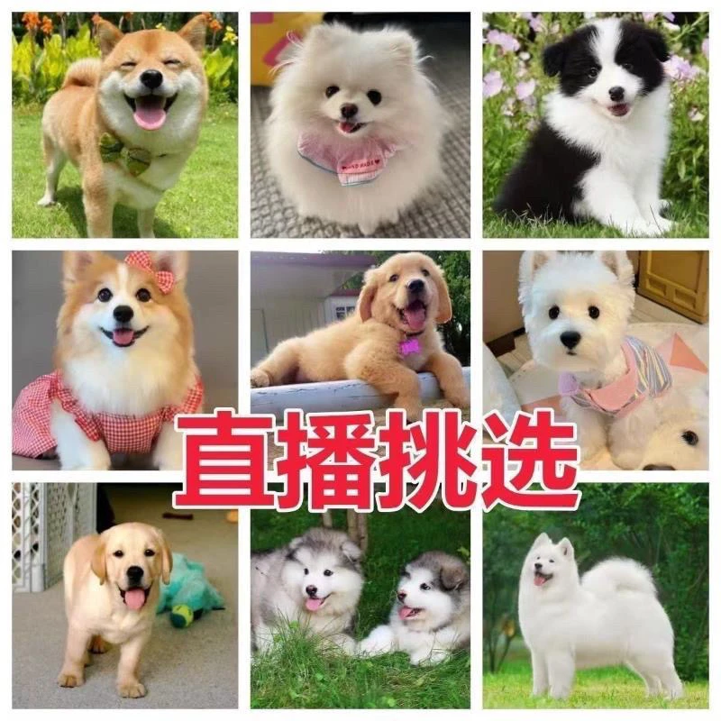 直播间挑选博美比熊泰迪柯基金毛拉布拉多边牧德牧巴哥活体幼犬