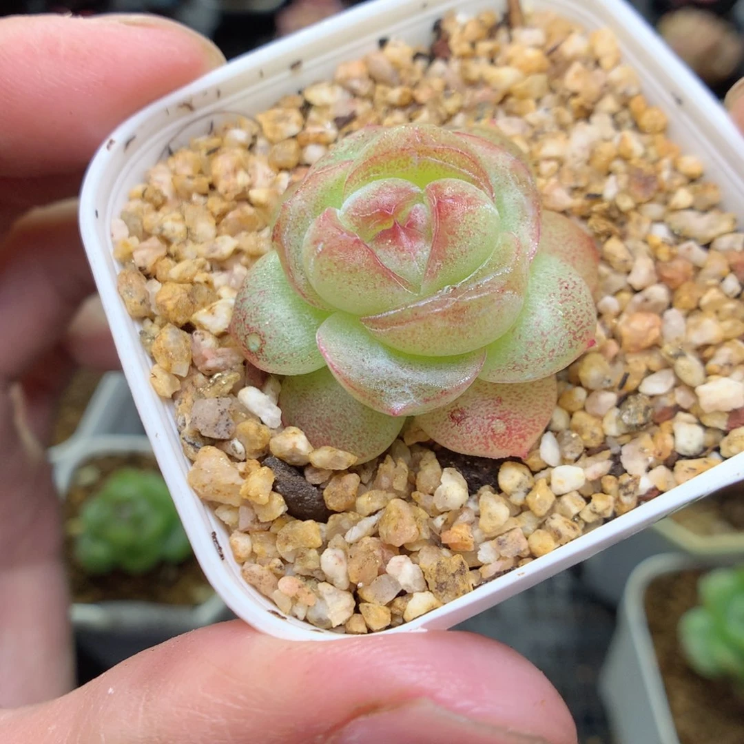 T188y y y y y y y y