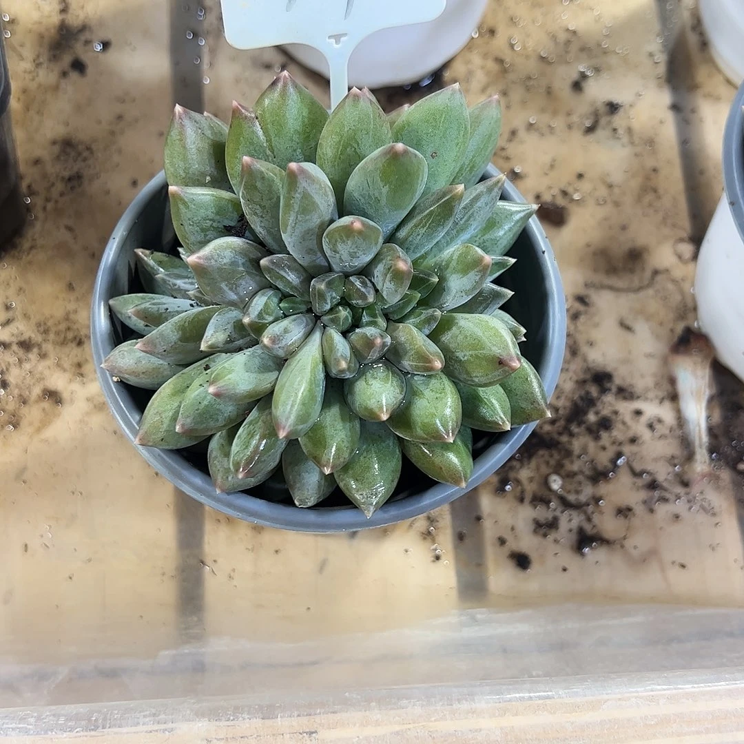 重楼缀74号多肉植物