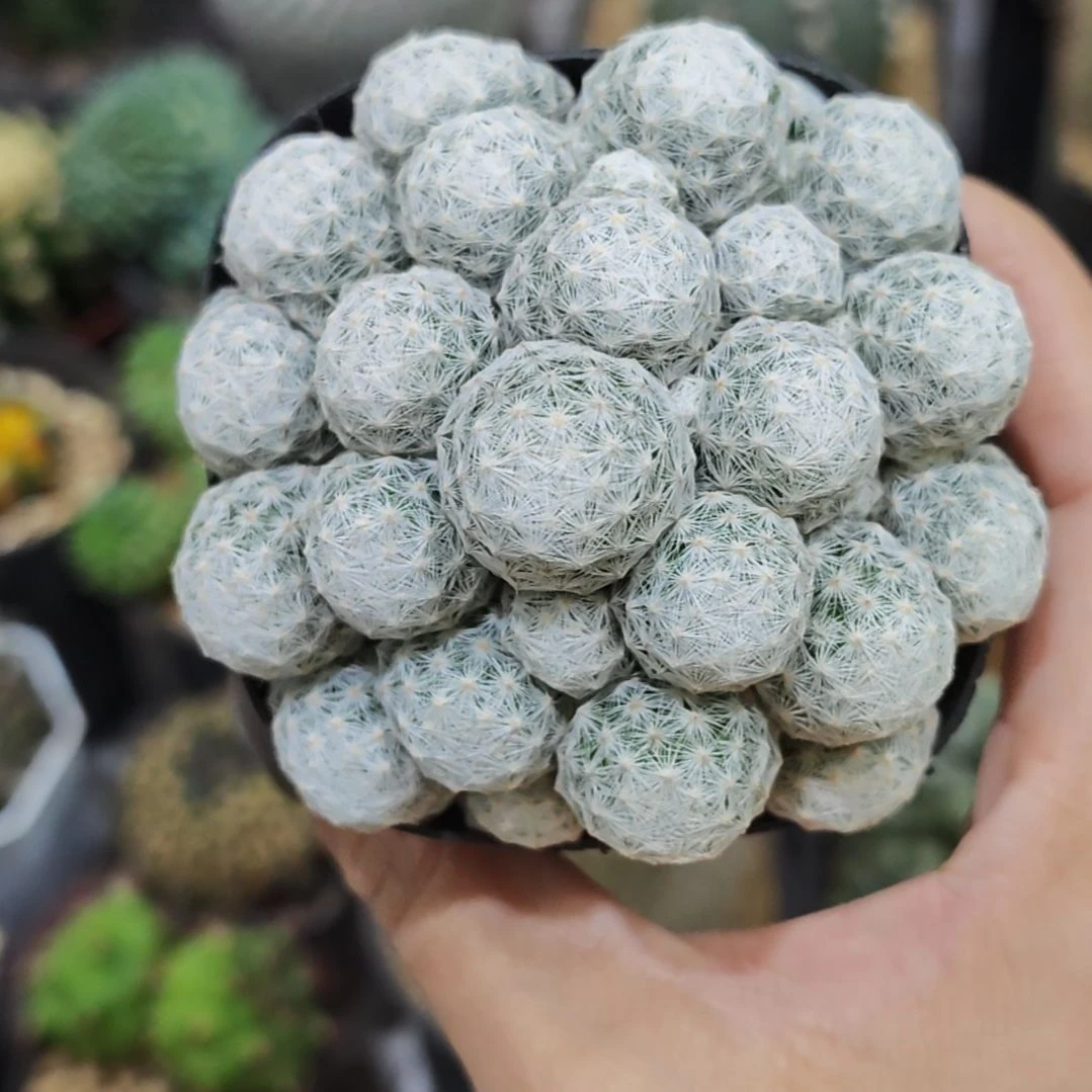 福利姬春星群生手捧