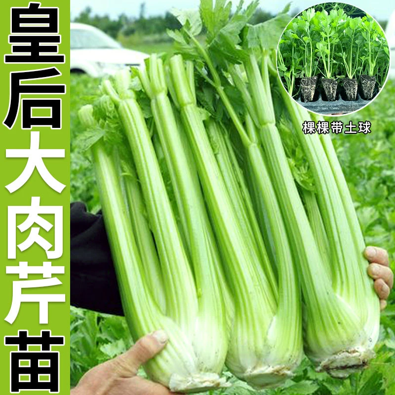 优质 皇后西芹苗山东寿光苗场基地直发小香芹根芹阳台盆栽