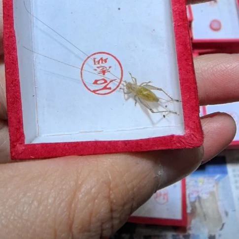 石志明大黄蛉一条中长须