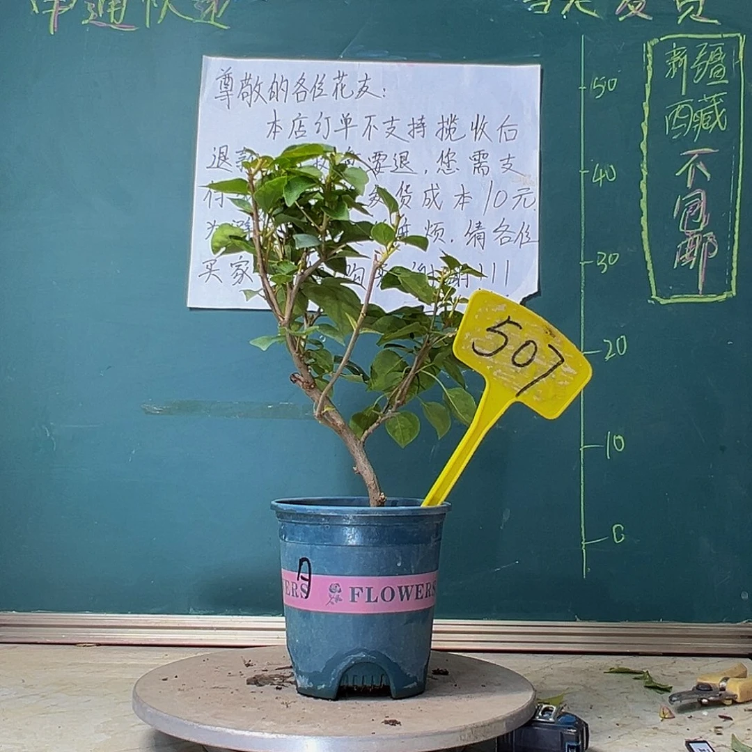 当前无花栽培后可以开花暗斑夕阳红 507