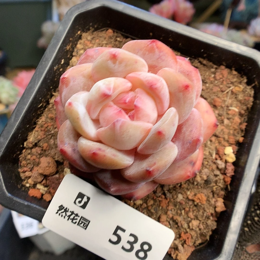 538雪天使多肉植物666