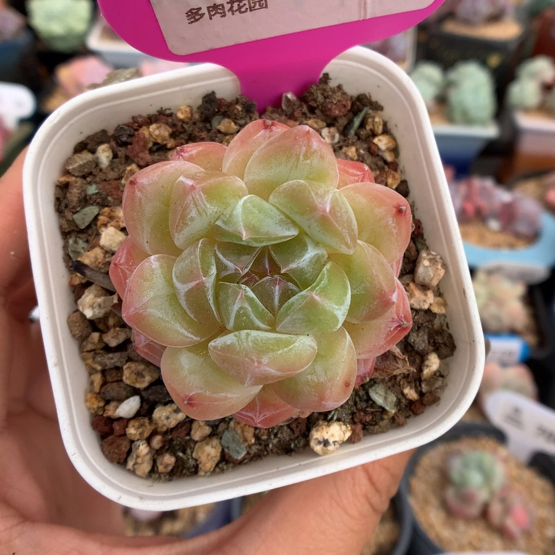 71钻石珍妮多肉植物