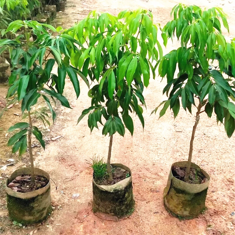 清诗汇直播间一物一拍正宗多品种树苗直播看苗下单备注编码