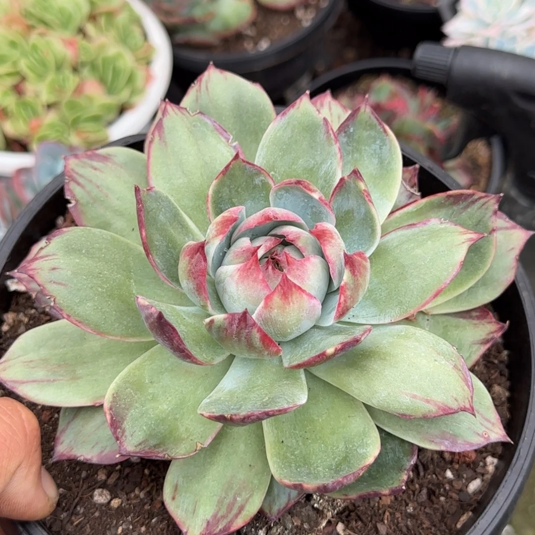 惊鸿一物一拍包装收缩花旱