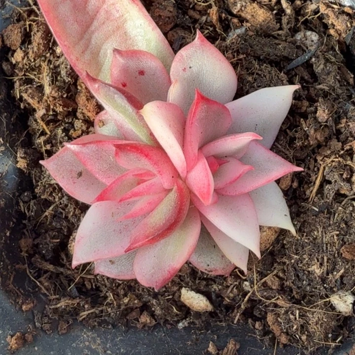 吉赛尔锦 双头腹轮锦