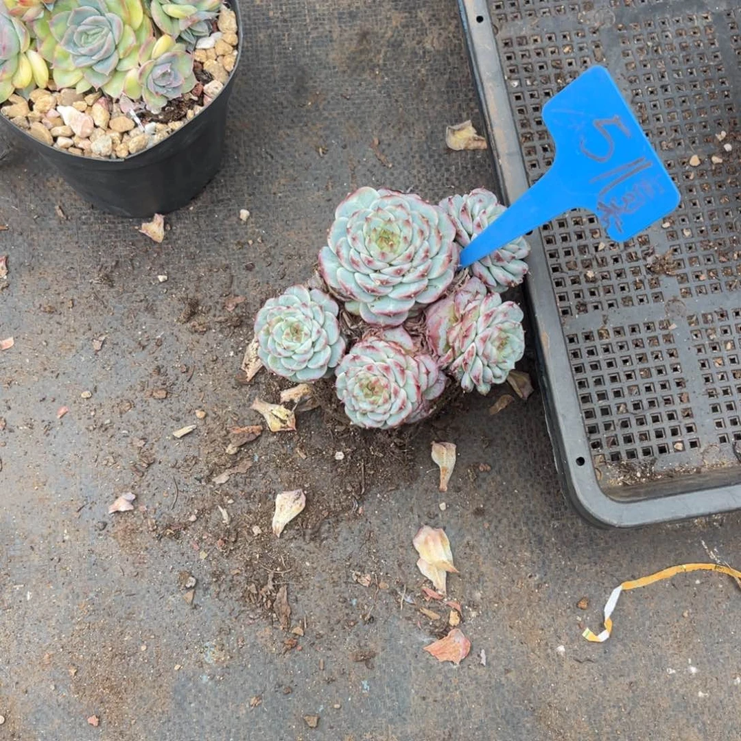 迷*者511天鹅绒多肉