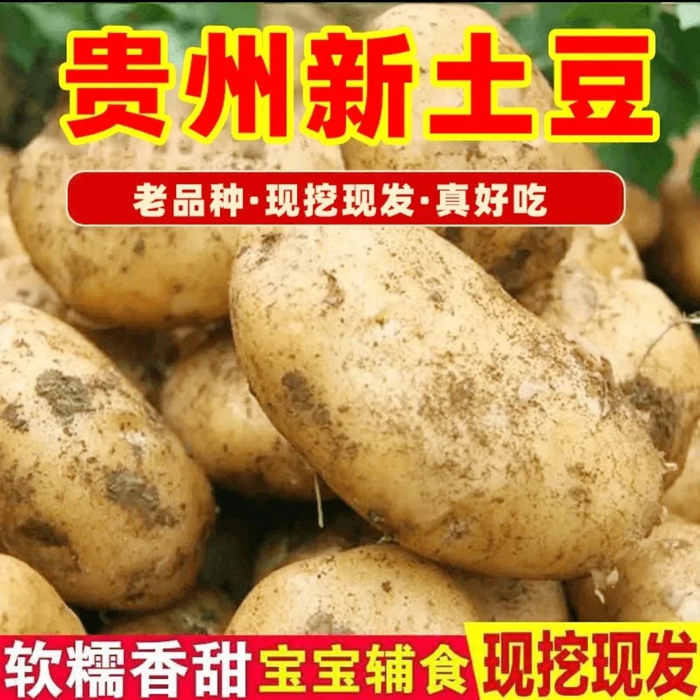 主播推荐【2025年新土豆】贵州黄皮新洋芋马铃薯老品种产地直发9斤